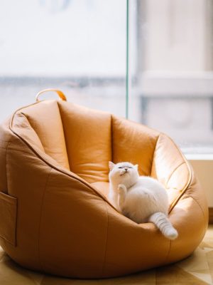 Cute fluffy cat sitting on pouf chair at home